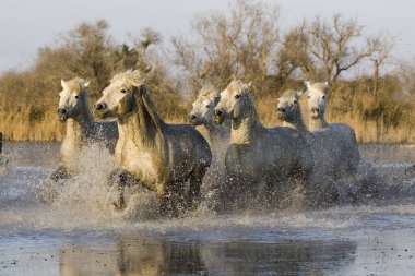 Camargue Atı, Herd Bataklıkta, Saintes Marie de la Mer Camargue 'de, Fransa' nın güneyinde  