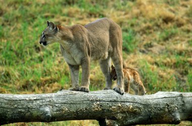 Cougar, puma concolor, Mother and Cub  