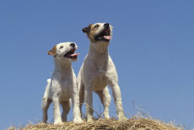 Jack Russel Terrier, Köpekler Straw Bale 'in üstünde 