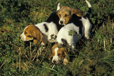 Artois Hound, Puppies, doğal arka plan