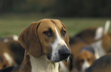 Poitevin Dog, doğal arka plan