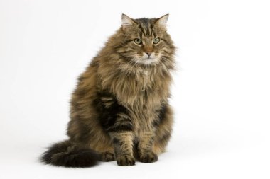 Angora Evcil Kedisi, Beyaz Arkaplanda Oturan Erkek  