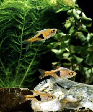 Harlequin Rasbora, rasbora heteromorpha  