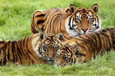 Sumatra Kaplanı, Panthera Tigris Sumatrae, Anne ve Young 