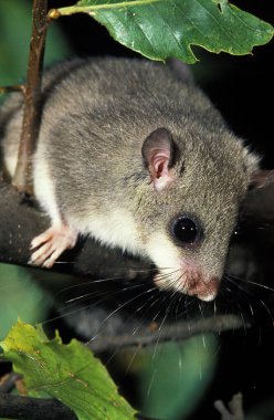 Yenilebilir Fındık faresi, parıltı, Yetişkin, Normandiya  