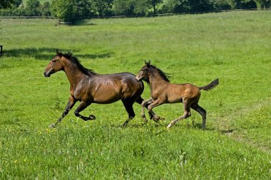 Fransız Trotter, Anne ve Taylar Paddock, Normandiya 'da  