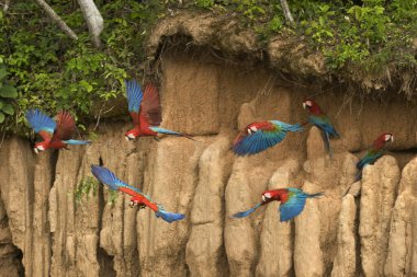 Kırmızı-ve-Yeşil Macaw, ara kloroptera, grup yiyen Clay, Uçuş, Peru 'daki Manu Reserve' de Cliff  