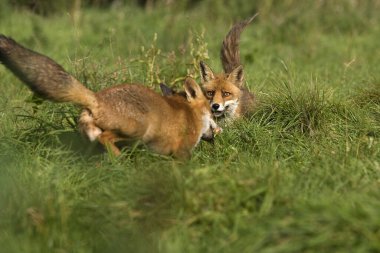 Kızıl Tilki, Vulpes vulpes, Normandiya  