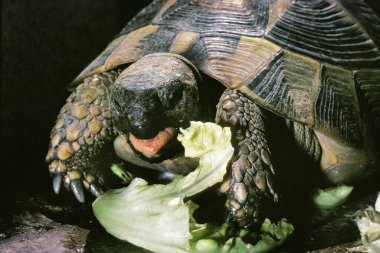 Pur-Butlu Kaplumbağa, Testudo Graeca, Salata Yeme  