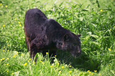 Kara Panter, Panthera pardus  