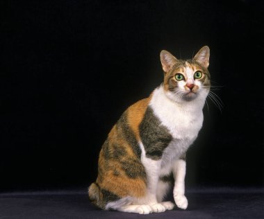 Japanese Bobtail Domestic Cat sitting against Black Background     clipart