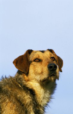 Köpek portresi, doğal arka plan