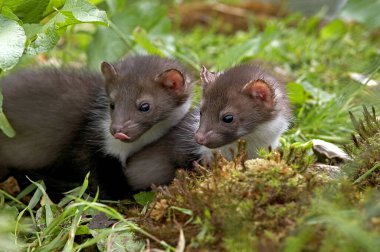 Young Stone Marten veya Beech Marten, martes foina, Normandiya  