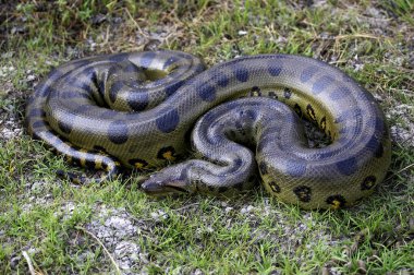 Green Anaconda, eunectes murinus, Los Lianos in Venezuela  clipart