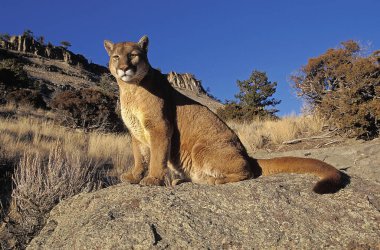 Cougar,  puma concolor, Adult standing on Rocks, Montana   clipart