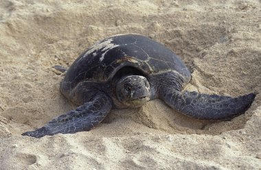 Loggerhead Sea Turtle, Caretta Caretta, Avustralya 'da yumurtayı kumla kaplayan dişi.  