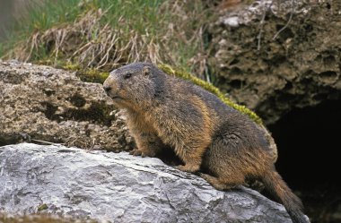 Alpine Marmot, marmota marmota, Fransa 'nın güneydoğusunda Alp Dağları' nda dikilen yetişkin.  