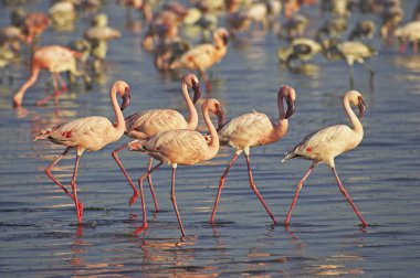 Kenya 'daki Nakuru Gölü' nde küçük Flamingo Phoenicopterus minor  