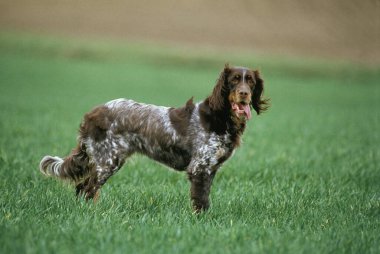 Picardy Spaniel Köpeği, bir Fransız cins, otların üzerinde duruyor.  
