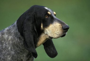 Küçük Mavi Gascony Tazı, Köpek Portresi    
