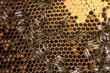 Bal arısı, apis mellifera, Brood Comb 'daki Larvalara bakan işçi, Normandiya' daki Arı Kovanı 