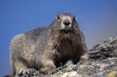 Alpine Marmot, marmota marmota, Kayalıklarda duran yetişkin, Fransız Alpleri. 