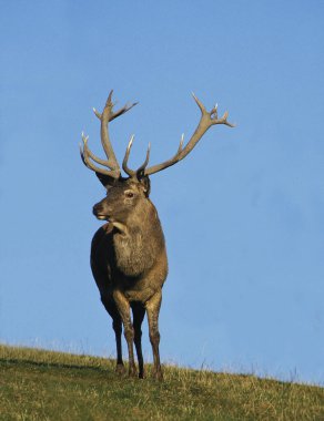 Kırmızı Geyik, Cervus Elaphus, Geyik    