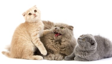 Leylak Özlü Dağlık Kedi Mavi ve Kremalı İskoç Kedi Yavruları Dağılıyor    