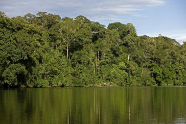 Peru 'daki Manu Milli Parkı' ndaki Madre de Dios Nehri  