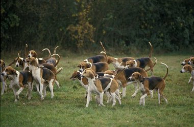 Poitevin Dog, doğal arka plan