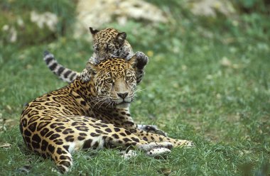 Jaguar, Panthera onca, Anne ve Yavru Oyun  