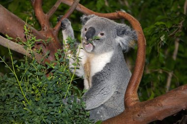 Koala, phascolarctos cinereus, Erkek Eucalyptus Yaprakları 