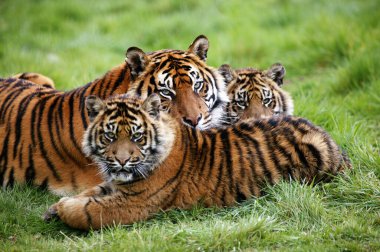 Sumatra Kaplanı, Panthera Tigris Sumatrae, Anne ve Young 