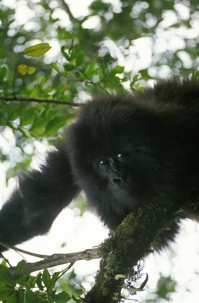 Górski Goryl Goryl Goryl Beringei Młody Bawiący Się Oddziałem Virunga — Zdjęcie stockowe