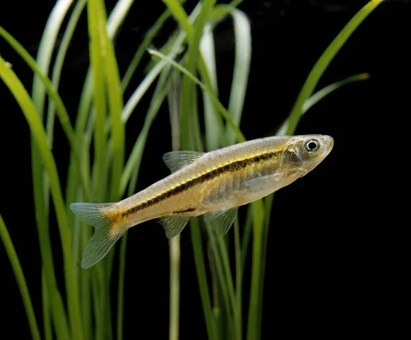 Rasbora Cola Roja Juvenil Rasbora Borapetensis — Foto de Stock