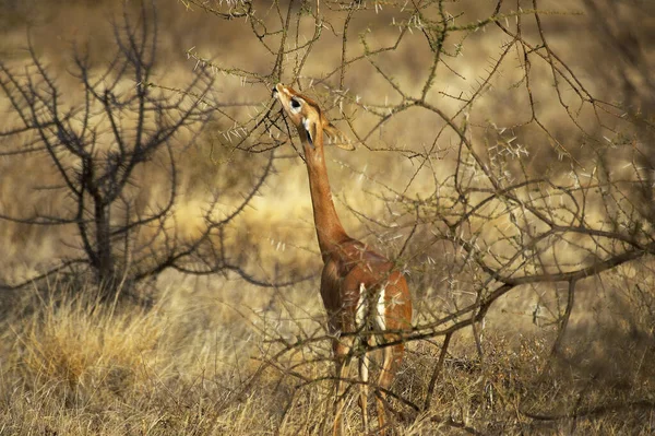 Gerenuk Waller Gazelle Litocranius Walleri Female Eating Leaves Bush Samburu — Stock fotografie