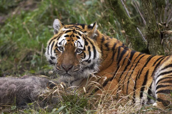 Сибирский Тигр Panthera Tigris Altaica Убитым Кабаном — стоковое фото