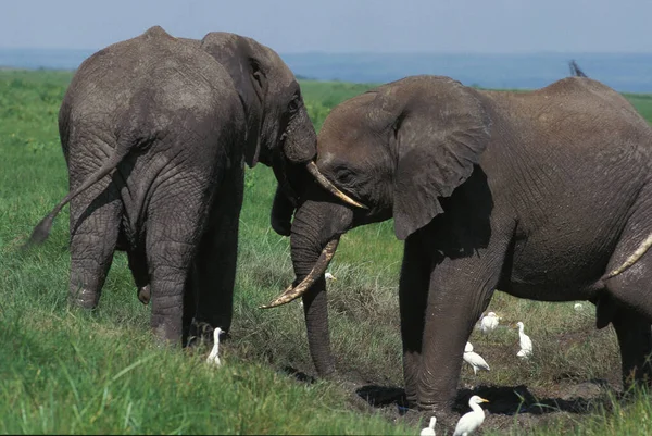 Elefante Africano Loxodonta Africana Parque Masai Mara Quênia — Fotografia de Stock