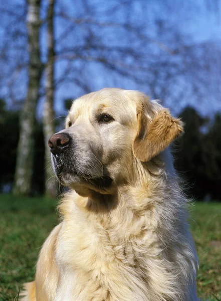 Golden Retriever Köpek Portresi — Stok fotoğraf