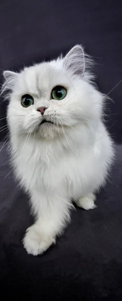 Chinchilla Persisk Inhemska Katt Mot Svart Bakgrund — Stockfoto