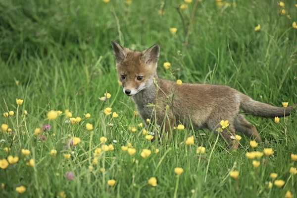 Renard Roux Vulpes Vulpes Louveteau Debout Fleurs Jaunes Normandie — Photo