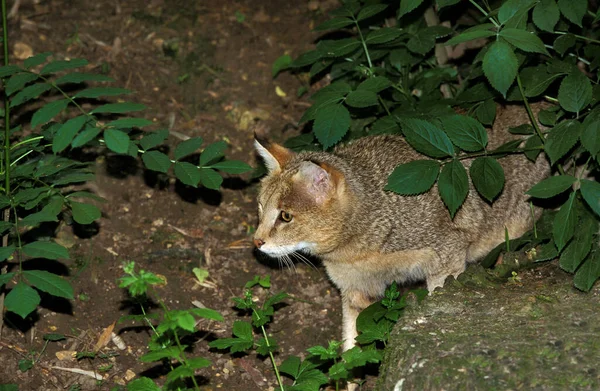 Gato Selva Felis Chaus — Fotografia de Stock