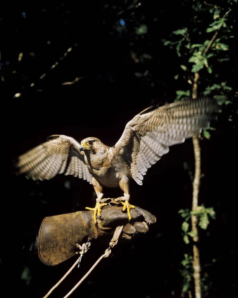 Faucon Pèlerin Falco Peregrinus Oiseau Fauconnard — Photo