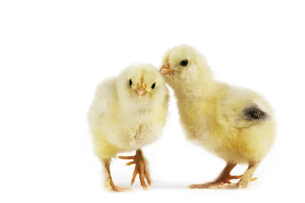 Chicks White Background — Stock Photo, Image