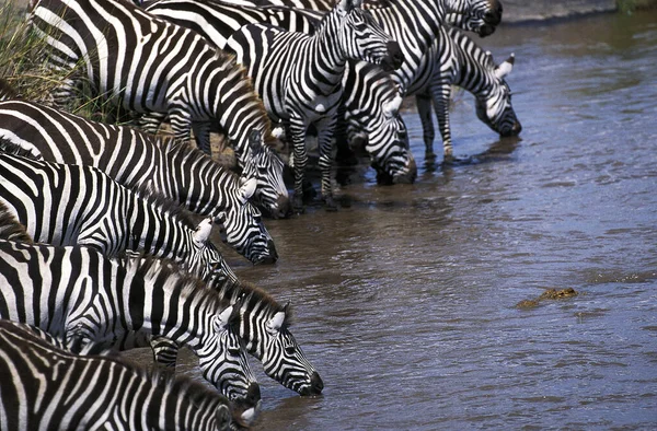 Burchell Zebra Equus Burchelli Herd Drinking Water Hole Masai Mara — Stock Fotó