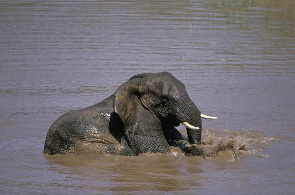 Afrikaanse Olifant Loxodonta Africana Jong Met Bad Masai Mara Park — Stockfoto