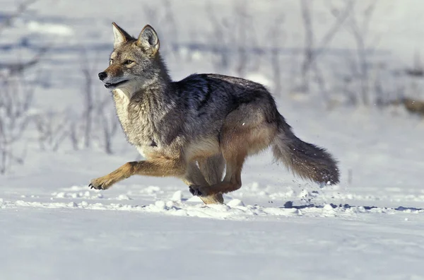 Coyote Canis Latrans Adulti Esecuzione Neve Montana — Foto Stock