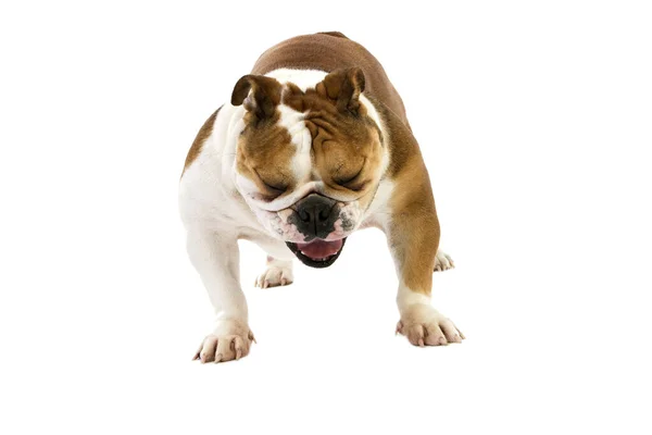 English Bulldog Vrouw Staande Tegen Witte Achtergrond — Stockfoto