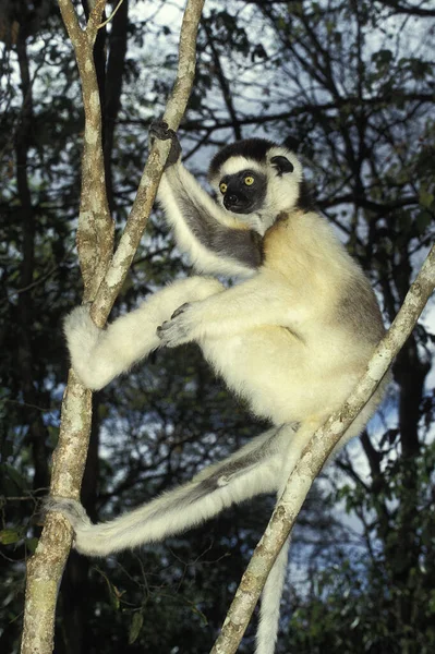 Sifaka Verreaux Propithecus Verreauxi Reserva Berent Madagascar —  Fotos de Stock