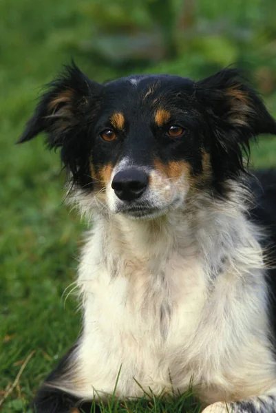 Portrait Chien Collie Frontière — Photo